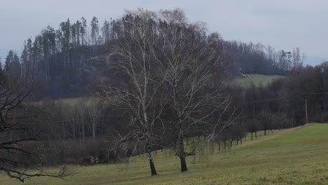 view of a large birch tree with the surrounding hills and leaves moving in the wind