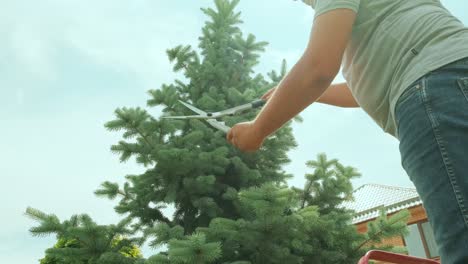 a gardener clipping the pine tree with shears standing on a stepladder in the summer garden