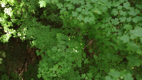 aerial topdown view along green maple tree forest, lush vegetation, tracking shot