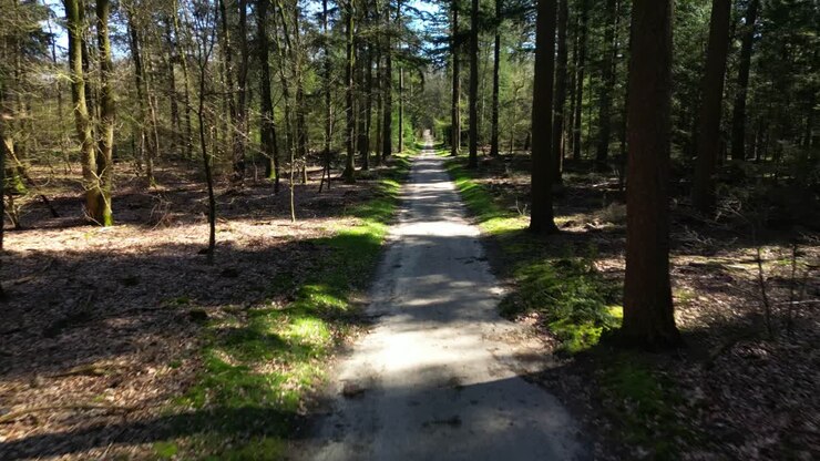 Volando su una strada sterrata vuota nel bosco del Parco Nazionale Hoge Veluwe nei Paesi Bassi