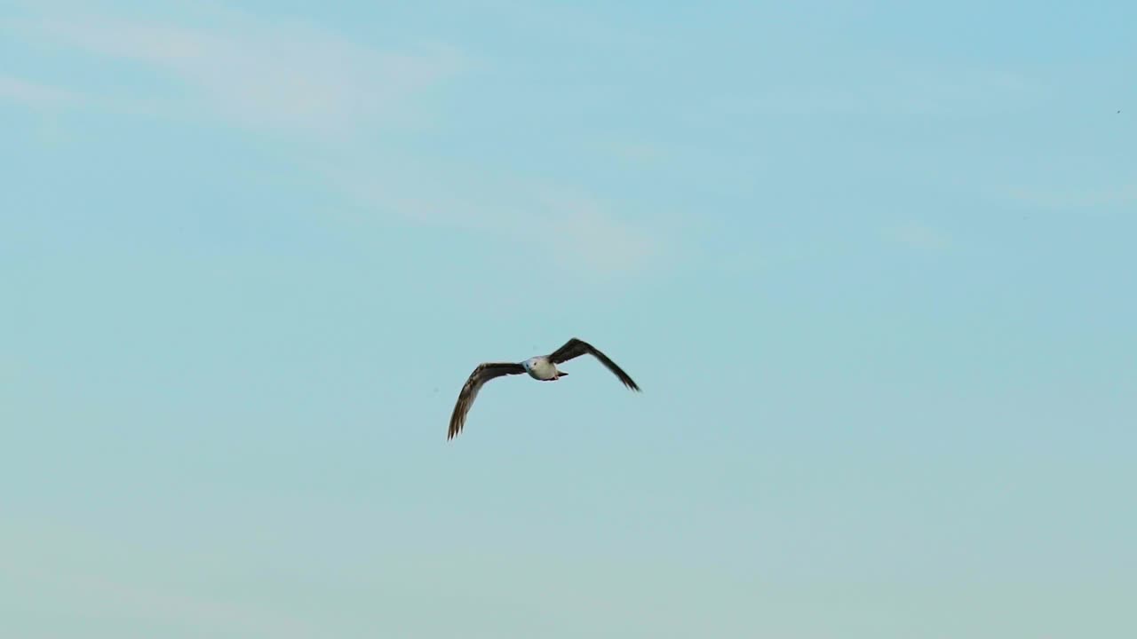 Seagull flying above the sea. Seagull spreading their wings beautifully above sea