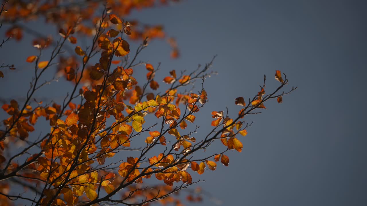 맑고 화창한 평화로운 날에 샷, 바람에 나뭇가지, 단풍을 닫습니다.