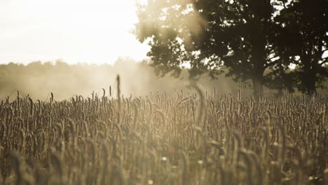 rye crop growing in hot summery field, close up shot