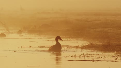 Medium-shot-of-a-silhouetted-goose-bathing-at-the-edge-of-the-water-then-flapping-it's-wings-and-walking-onto-shore-with-other-geese-and-duck-in-the-background-on-a-misty-morning,-slow-motion