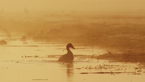 medium shot of a silhouetted goose bathing at the edge of the water then flapping it's wings and walking onto shore with other geese and duck in the background on a misty morning, slow motion