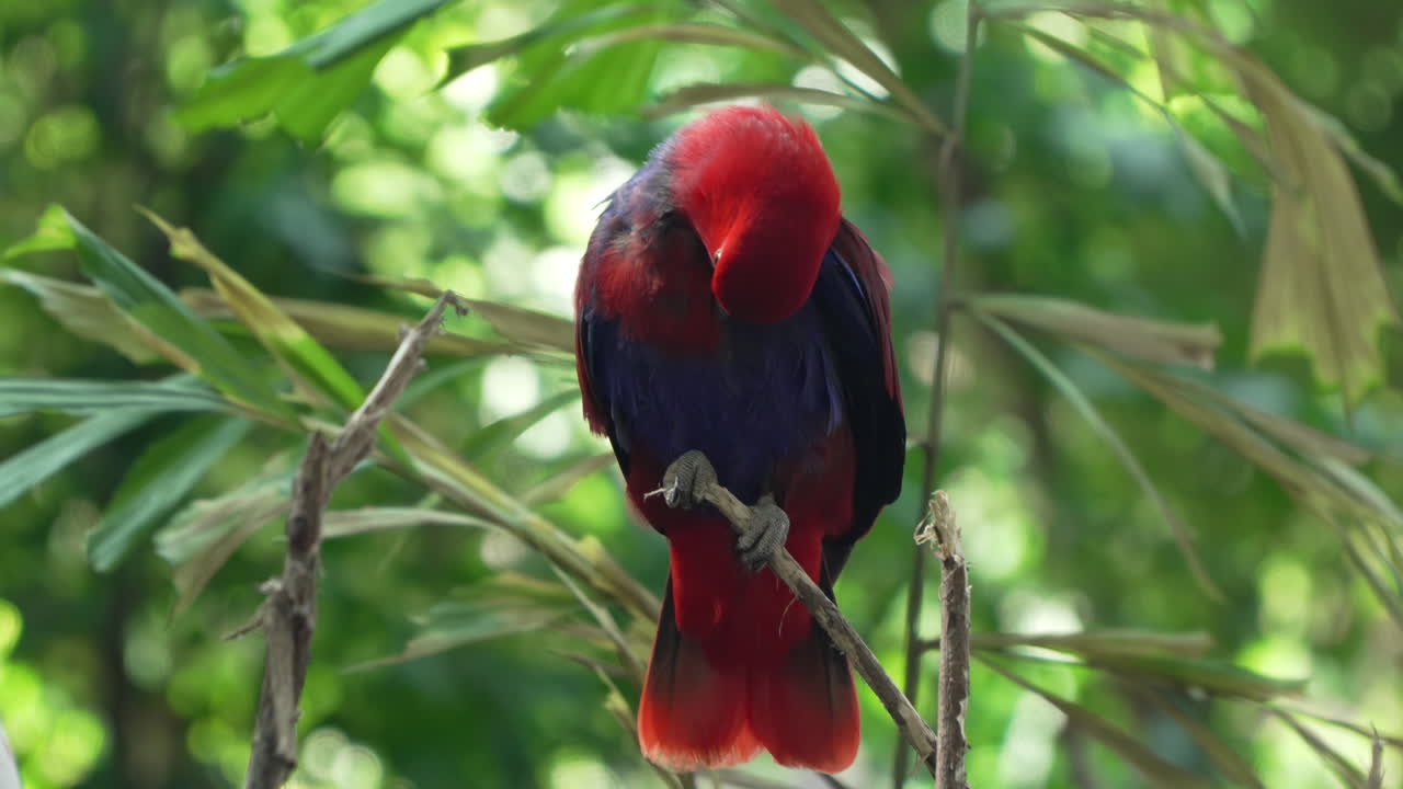 몰루카 에클렉투스 (moluccan eclectus) 무새의 암이 가지 끝에 앉아서 털을 거나 청소합니다. 발리의 야생 열대우림에 서 있습니다.