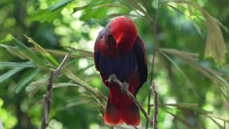 eclectus molucano pájaro hembra sentado en la punta de una ramita limpiando o limpiando plumas en el bosque tropical salvaje de bali