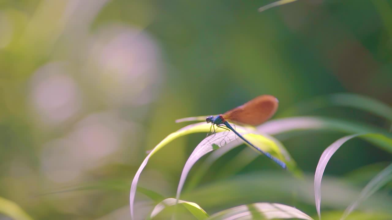 cerca de una libélula azul posada en caña, ébano jewelwing swinging slowmotion
