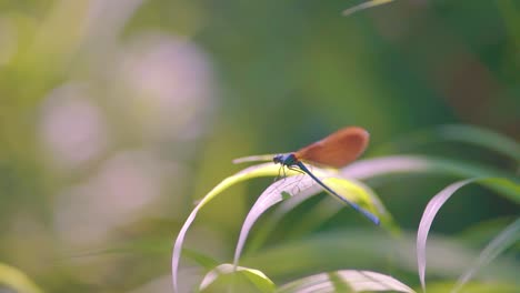 Close-up-of-a-blue-dragonfly-perched-on-reed,-Ebony-Jewelwing-swinging-slowmotion