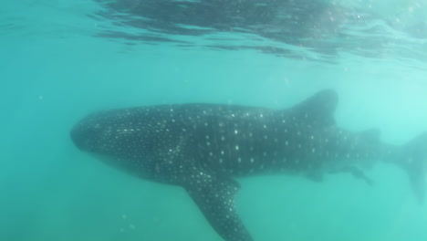 tiburón ballena filmado bajo el agua
