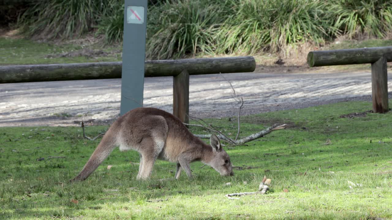 canguro gris joven come hierba en el parque de la playa de la cueva en jervis bay australia, tiro de mano estable
