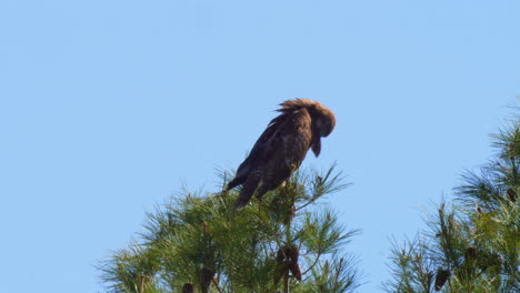 a majestic red-tailed hawk looking for prey from its perch on the top of a pine tree