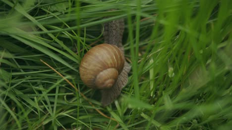 hermosa espiral de concha de caracol romano comestible arrastrándose