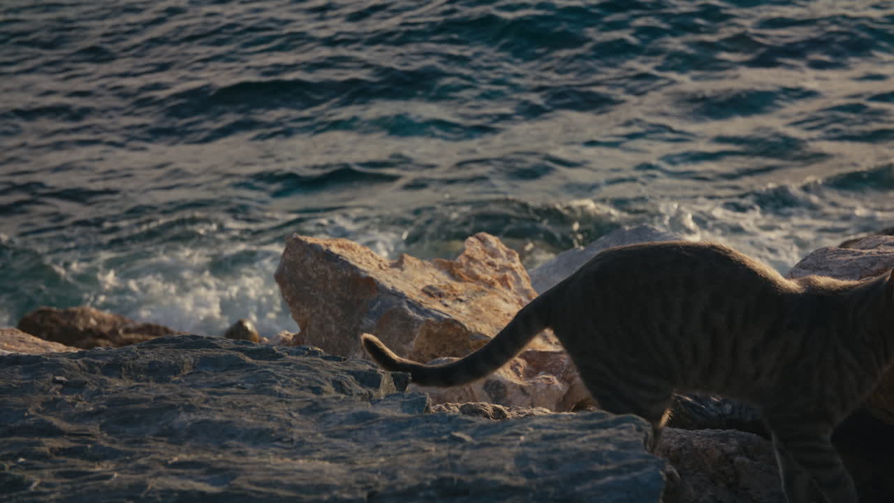 A lone tabby stray cat sits among rugged seaside rocks, gazing down as ocean waves crash dramatically in the golden light