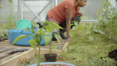 tracking reveal shot of a pepper growing in a greenhouse, gardener behind