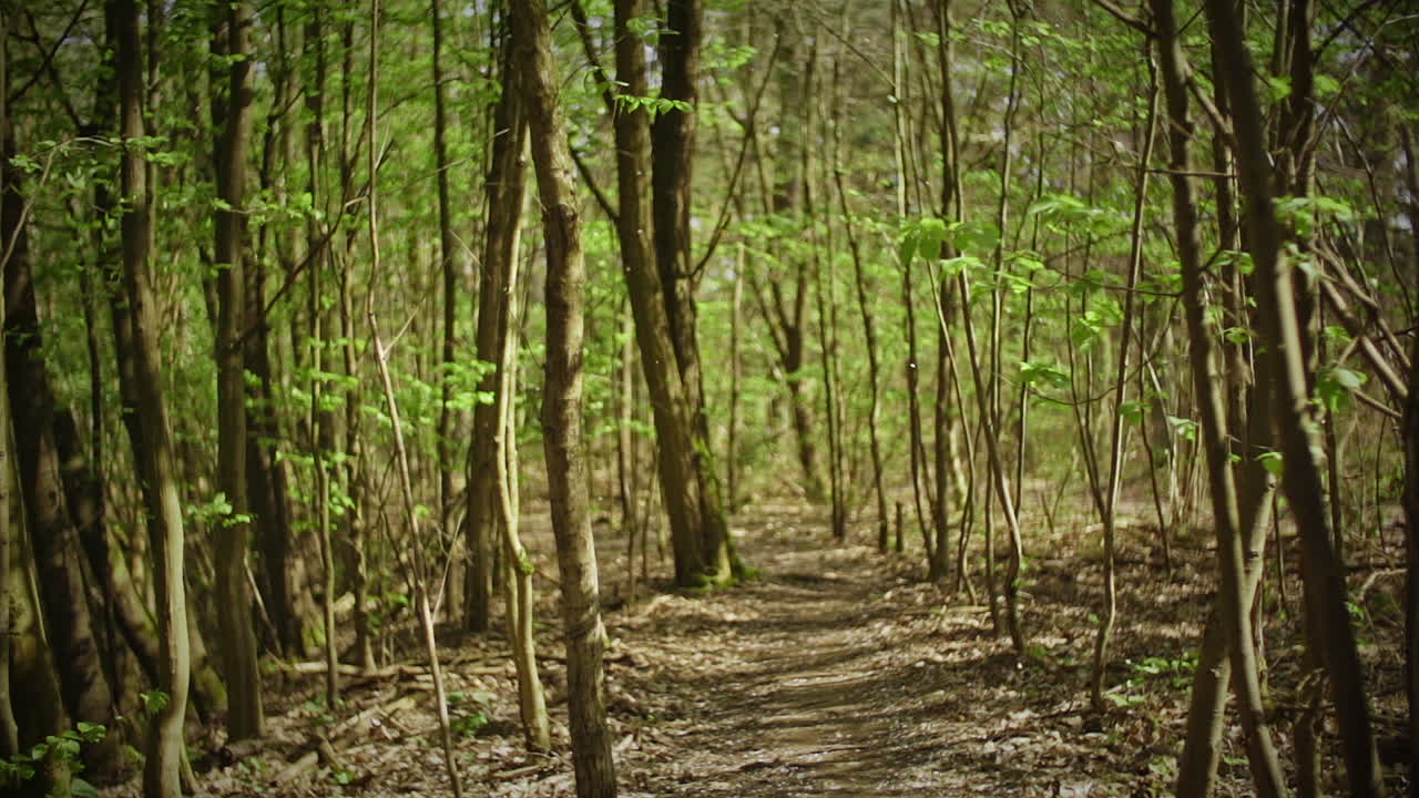 숲속의 바람에 날아다니는 작은 흰색 꽃잎