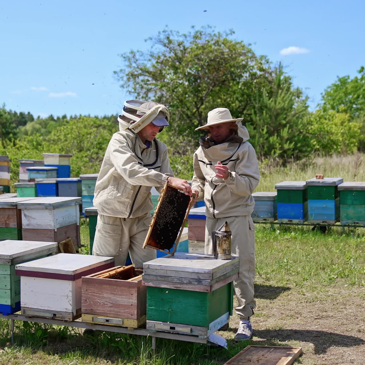 Apicoltori anziani raccolgono il propoli dai favi. Apicoltori al lavoro in un apiario rurale durante la stagione estiva. Sfondo sfocato