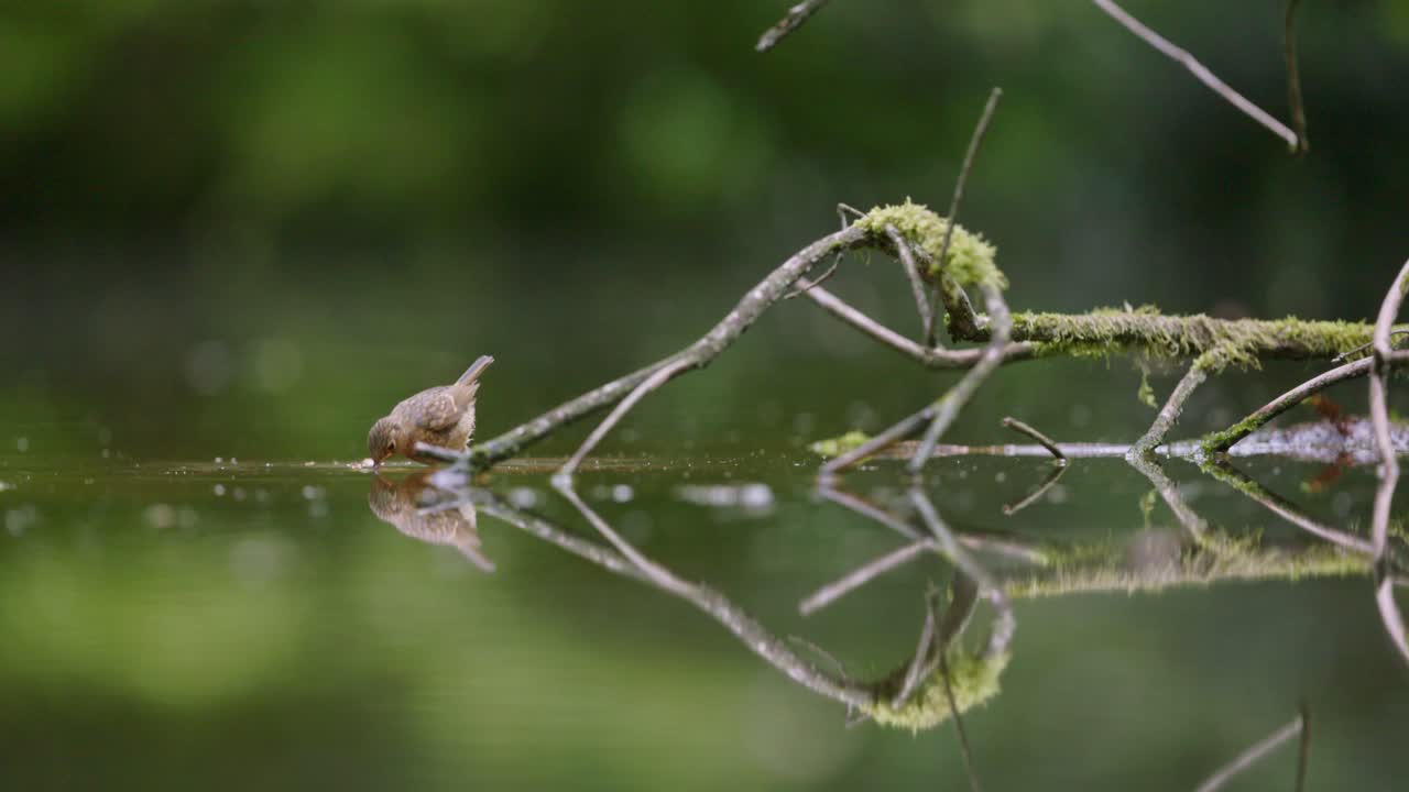 Small Bird at a Pond