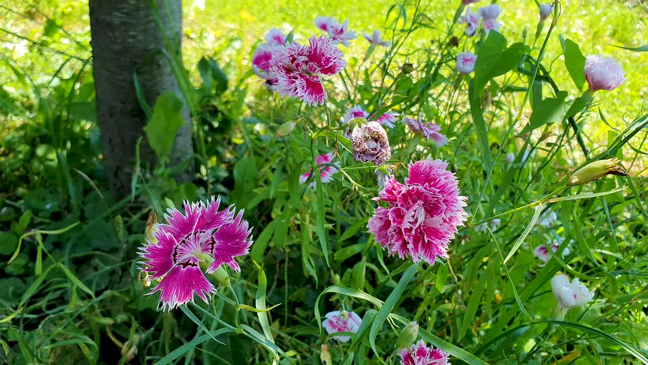 el delicado dianthus chinensis soplando suavemente en una brisa suave