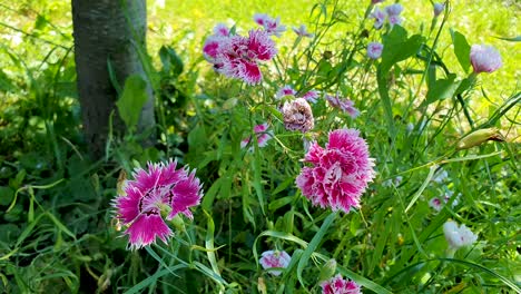Delicate-Dianthus-Chinensis-blowing-softly-in-a-gentle-breeze