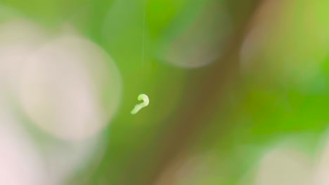 green caterpillar worm hanging on silk thread with bokeh in background