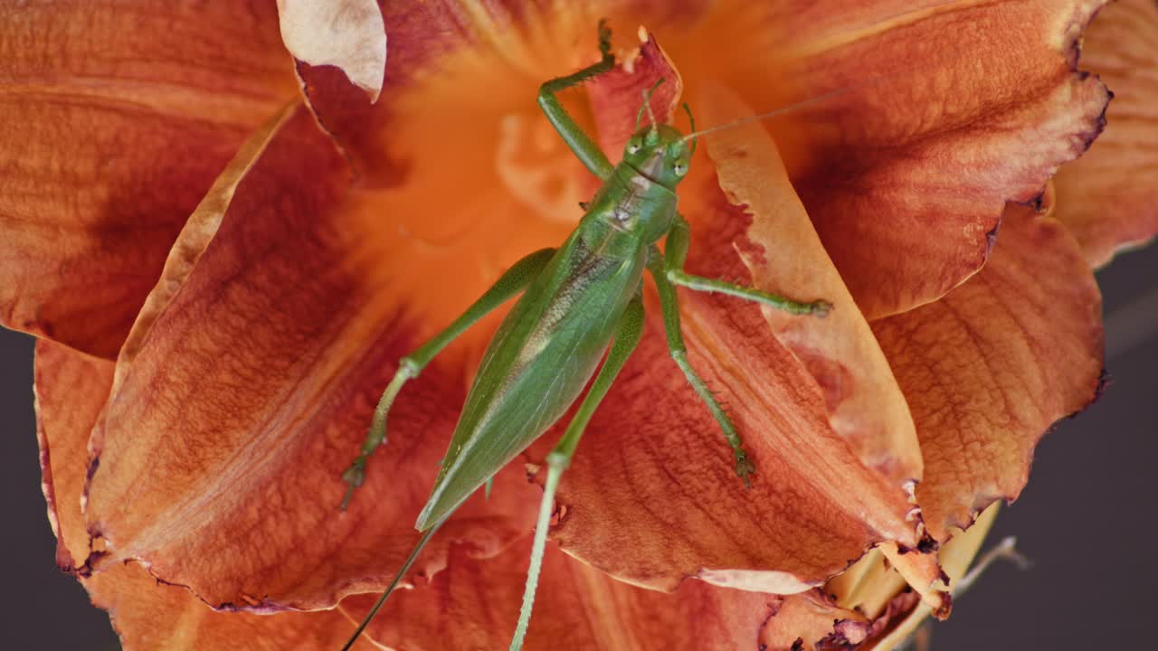 un primer plano de un gran saltamontes verde comiendo una flor de naranja en flor