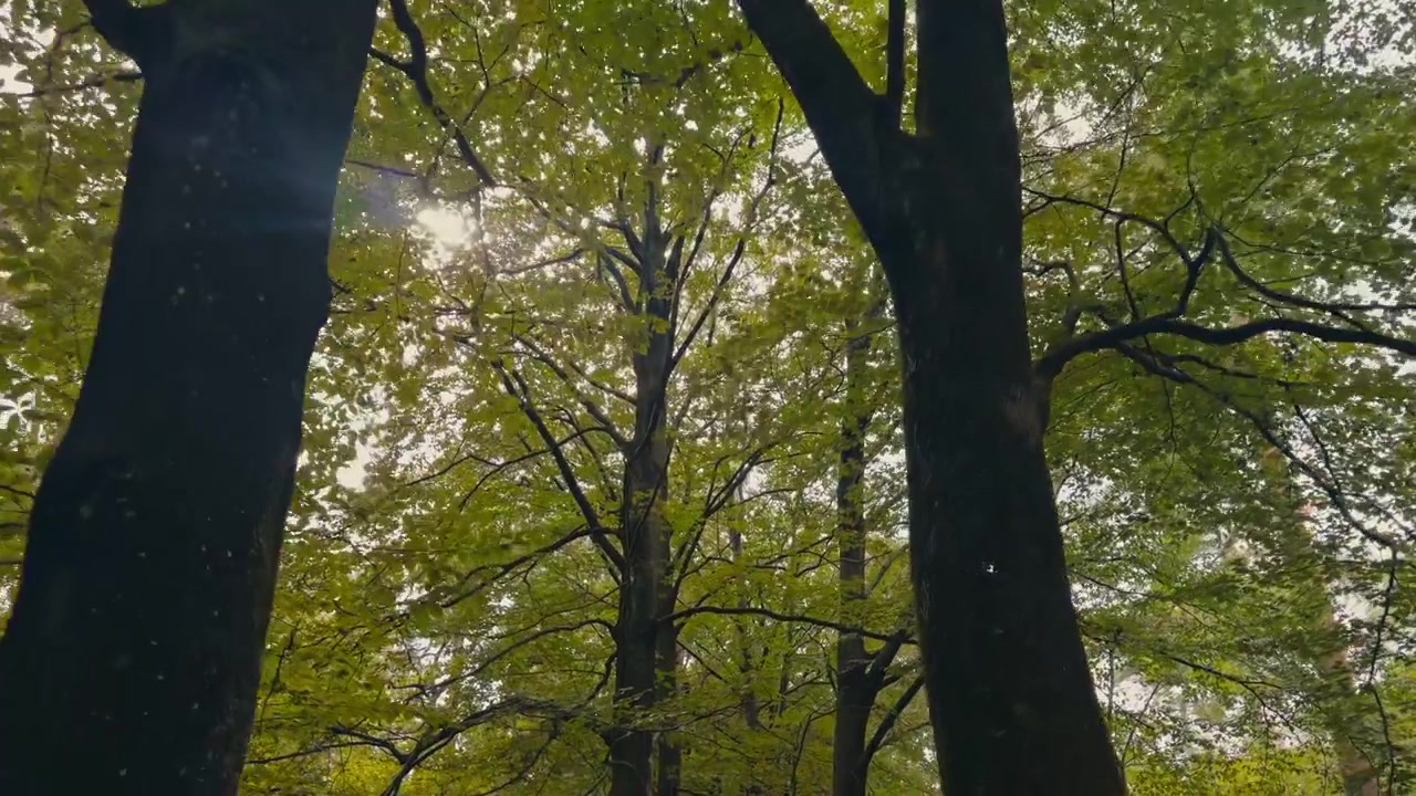 POV walking through a lush forest while looking up at green treetops, with soft sunlight filtering through gaps in the leaves, creating a magical, peaceful and atmospheric natural scene.