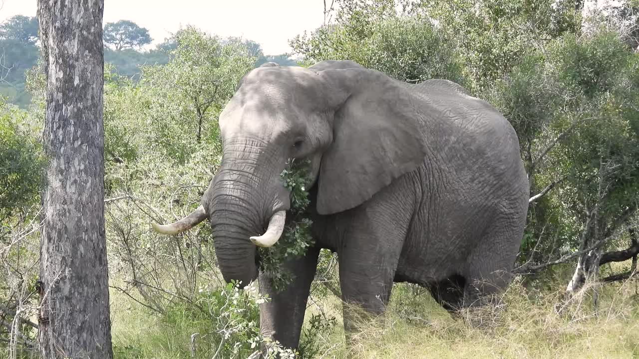elefante del bosque de la sabana africana comiendo vegetación, parque nacional kruger, sudáfrica