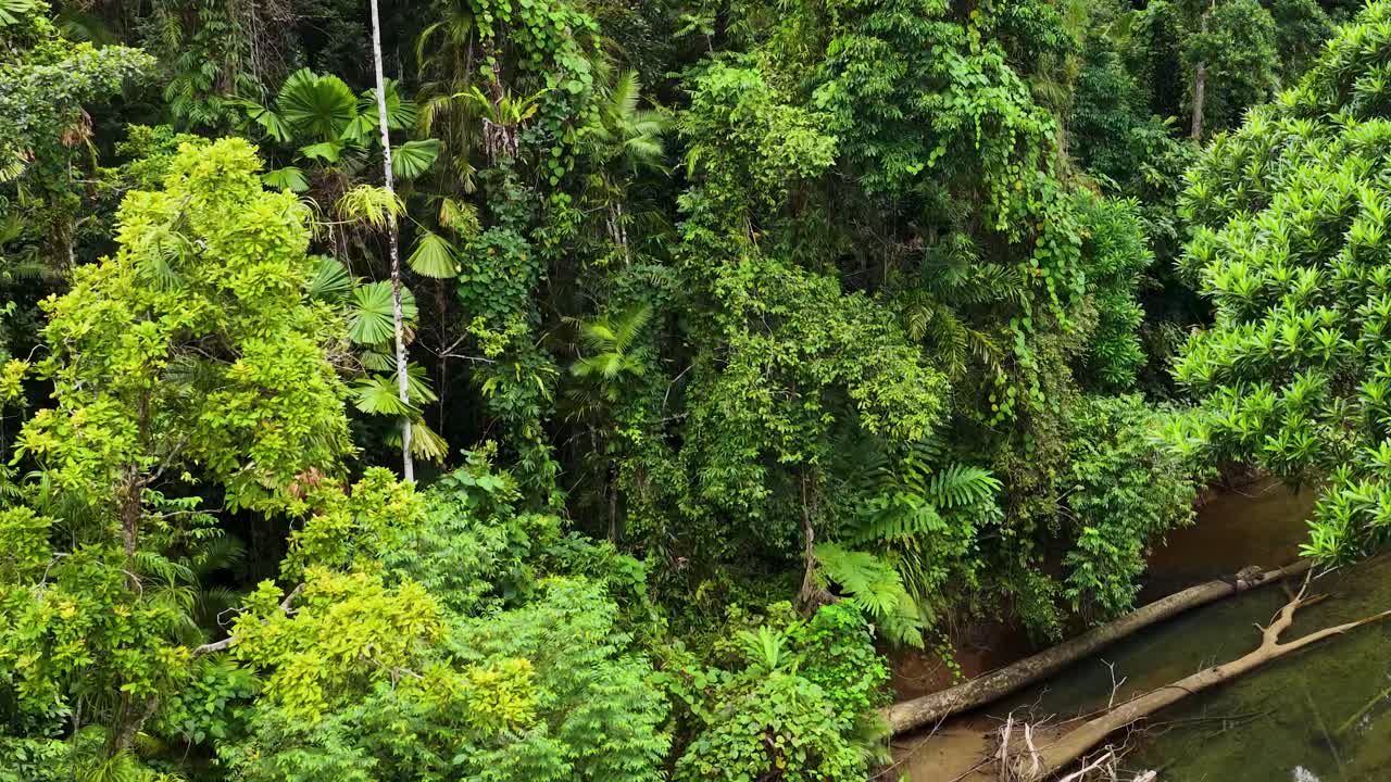 Drone footage captures dense greenery and a winding creek in the Daintree Rainforest, Port Douglas, with vibrant natural lighting
