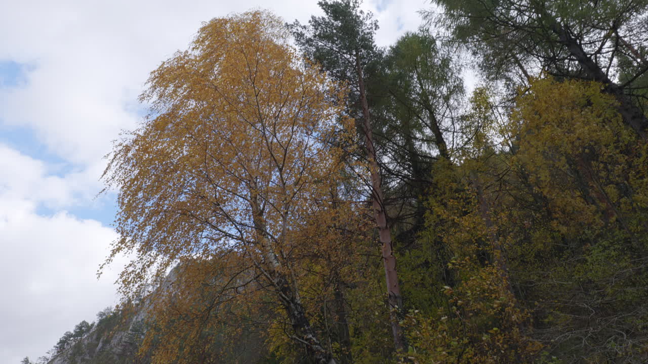 View from the bottom up of the mountain river, continuing with the tall trees in autumn colors swaying in the wind