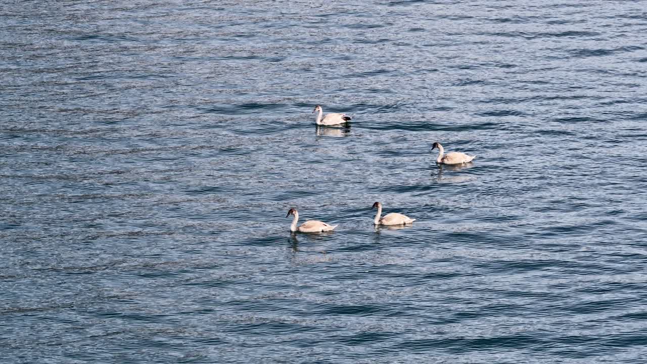 Group of swans gliding on calm blue lake waters in a peaceful Swiss mountain region