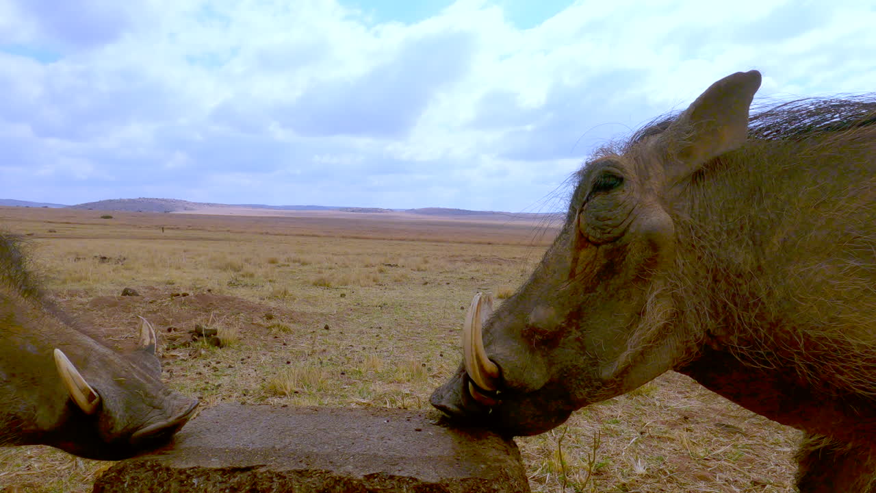 los jabalíes phacochoerus africanus mordisquean el gran bloque de lame de los suplementos minerales