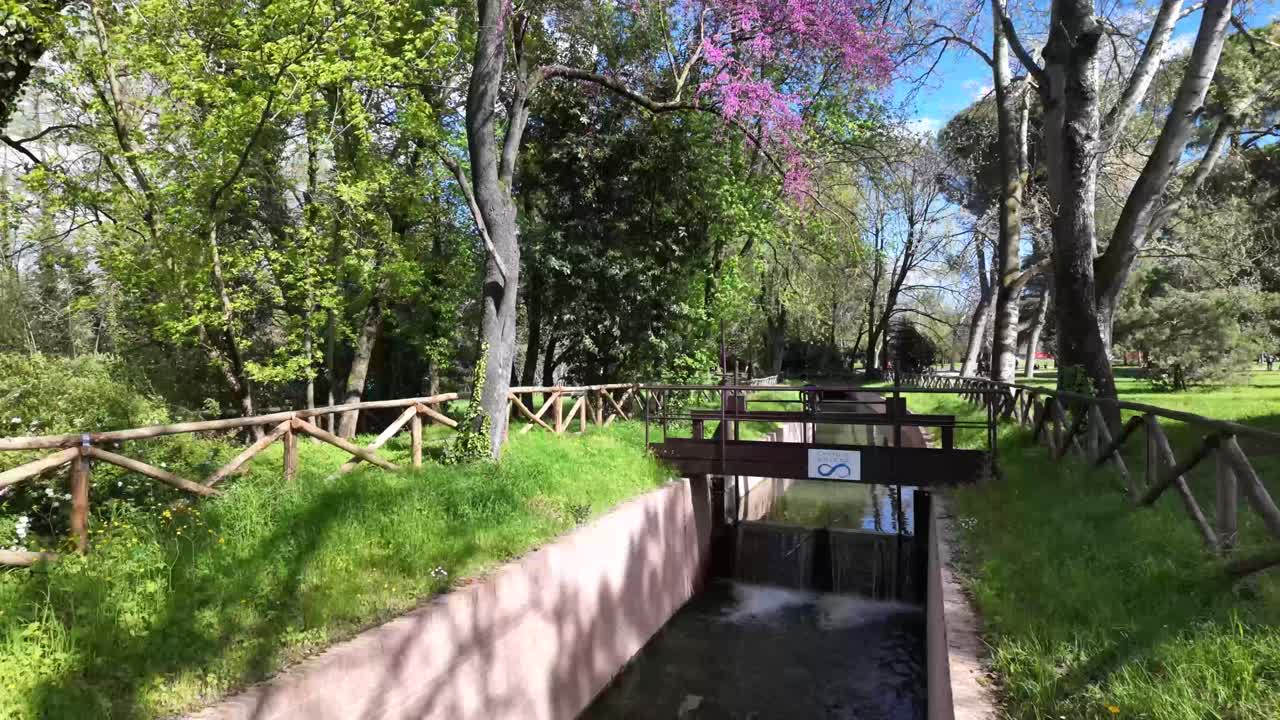 Water stream inside park, beautiful tree with purple leaves in Bologna Italy