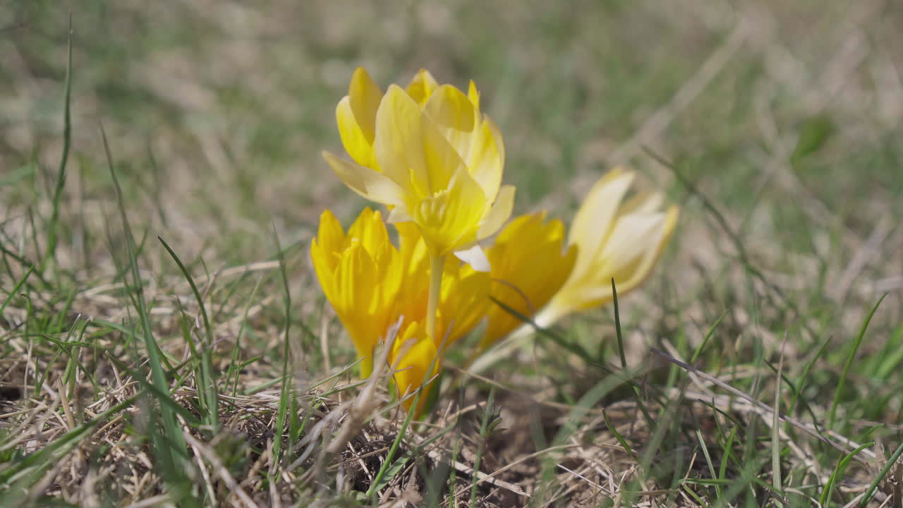 Vild gul krokus i naturen