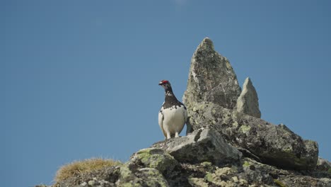 a willow ptarmigan stands on rocky terrain under a clear blue sky