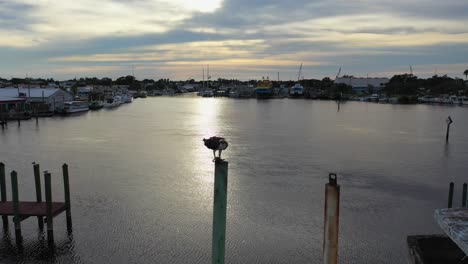 Osprey-having-dinner-on-a-pole-in-Tarpon-Springs,-Florida