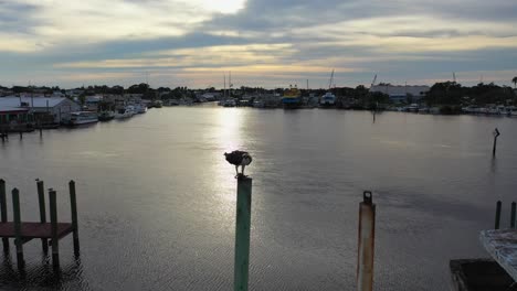 águila pescadora cenando en un poste en tarpon springs, florida