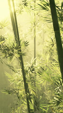 misty bamboo forest