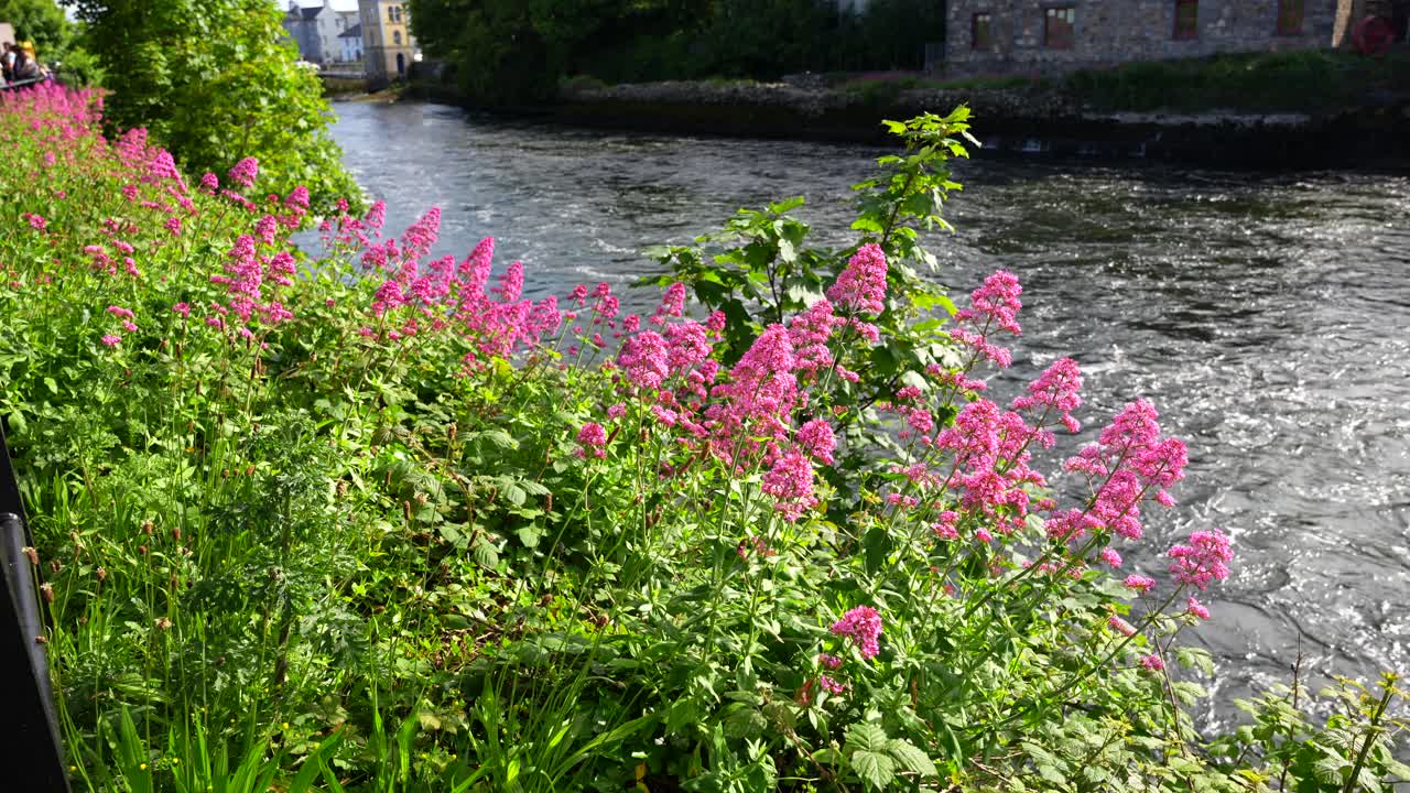 아일랜드 갈웨이 시 에 있는 코리브 강변 을 장식 하는 보라색 꽃 과 푸른 잎사귀