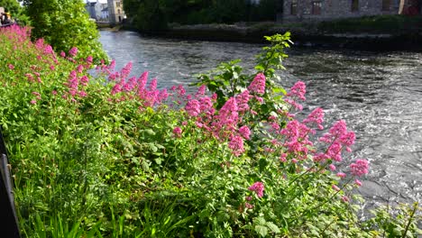 Flores-De-Color-Púrpura-Y-Follaje-Verde-Adornan-Las-Orillas-Del-Río-Corrib-En-La-Ciudad-De-Galway,-Irlanda