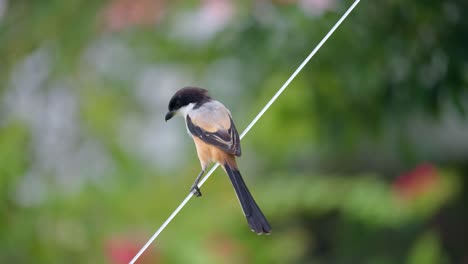 rufous-backed shrike or black-headed shrike perched or wire circling long tail foraging food in the morning in philippines