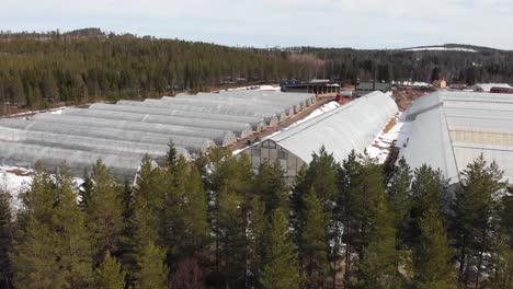 Large-greenhouses-arranged-in-line-in-Plant-Nursery-in-Hallnas,-Sweden---Aerial-Fly-over-reveal-shot