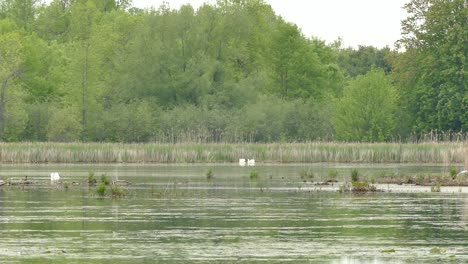 two swans in the distance turning simultaneously to establish territory