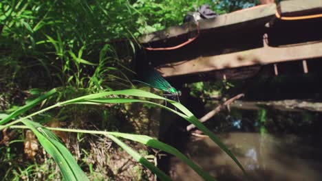 close-up-of-a-shiny-blue-dragonfly,-Ebony-Jewelwing-flying-away-in-slowmotion