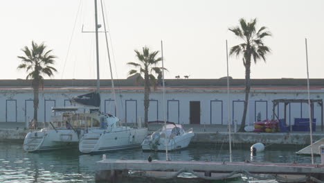 yachts docked near palm trees while cats also being fed on top wall