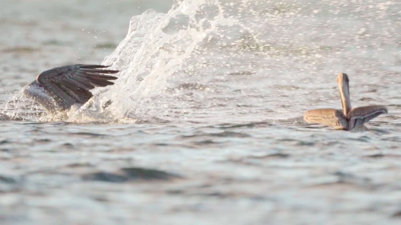 brown pelican gracefully dives into ocean to feed in slow motion action