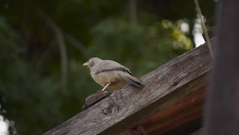 charlatán de la selva sentado en el techo de la casa
