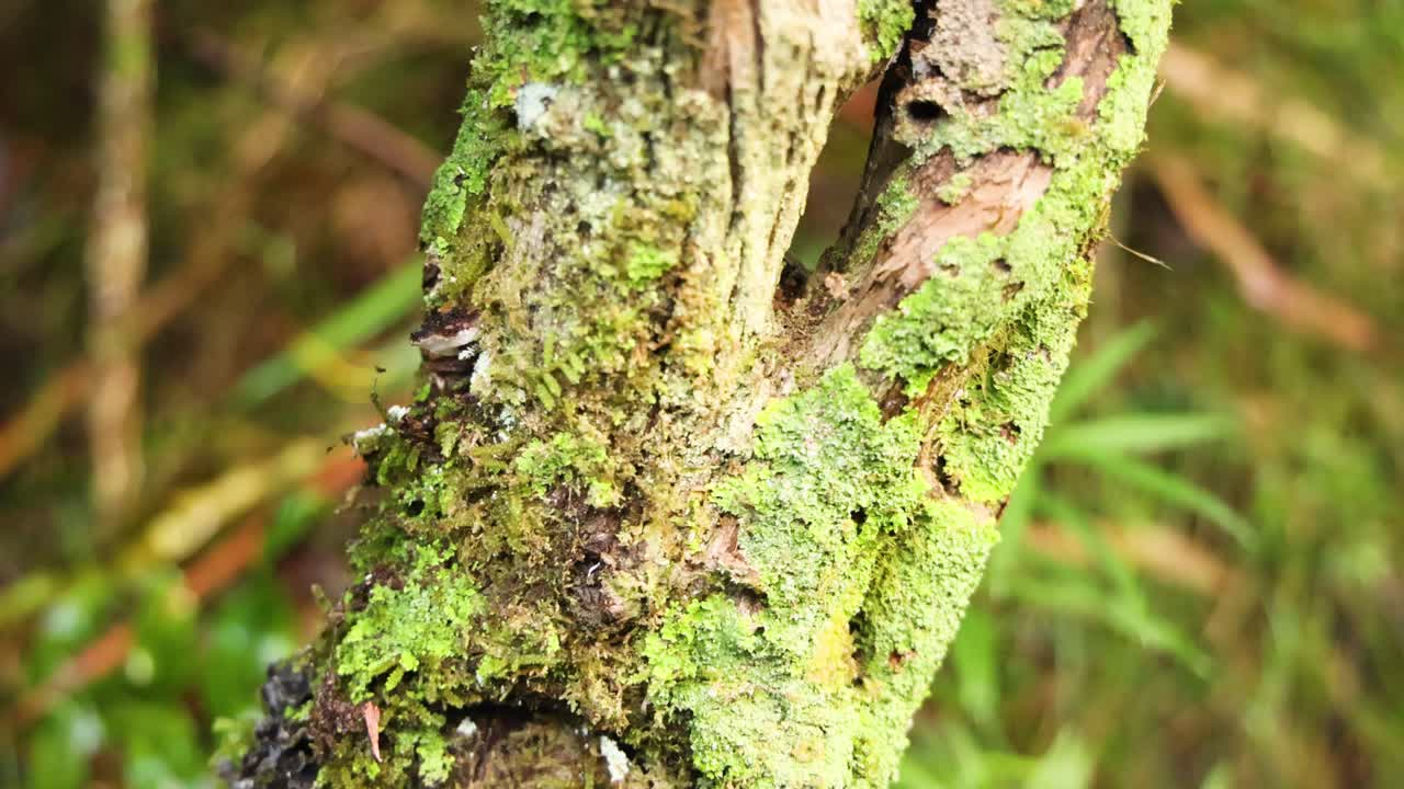 Close-up of tree trunk with moss and lichen