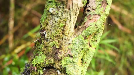 primer plano del tronco del árbol con musgo y líquene