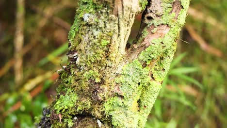 close-up of tree trunk with moss and lichen